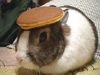 rabbit + pancake = funny